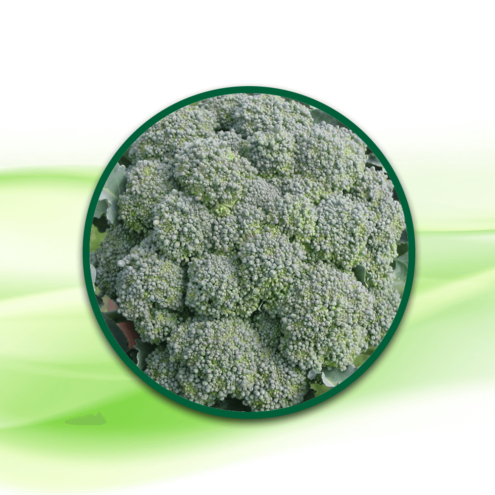 Brokoli Toz Ekstresi